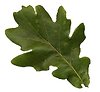 The Oak Tree . Oak leaf